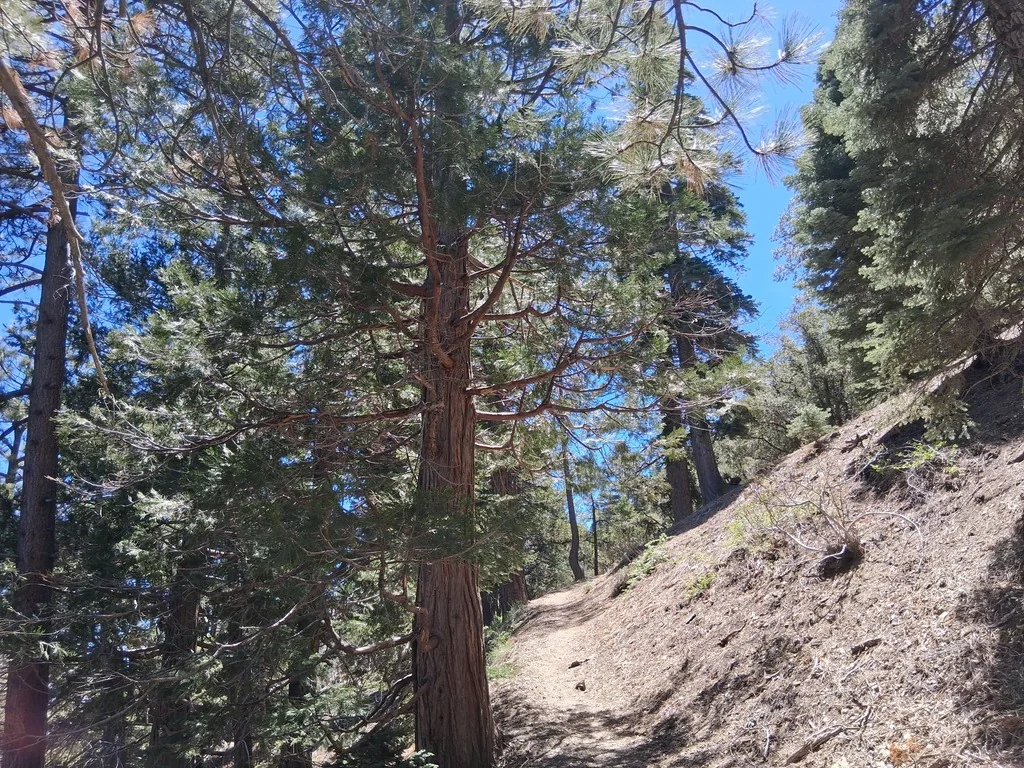 Calocedrus Decurrens