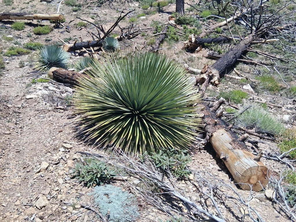 Yucca Whipplei