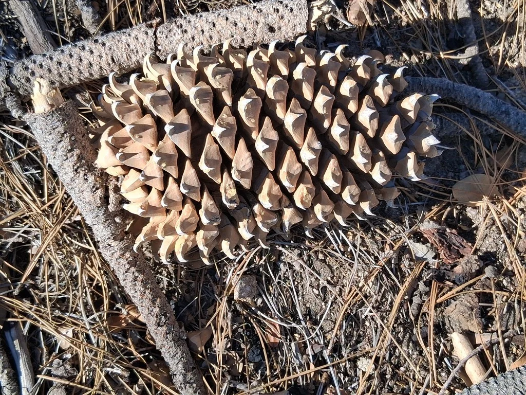 Pinus Coulteri