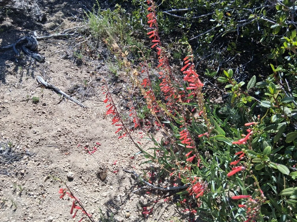 Penstemon Centranthifolius