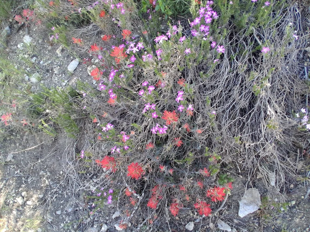 Linanthus Californicus