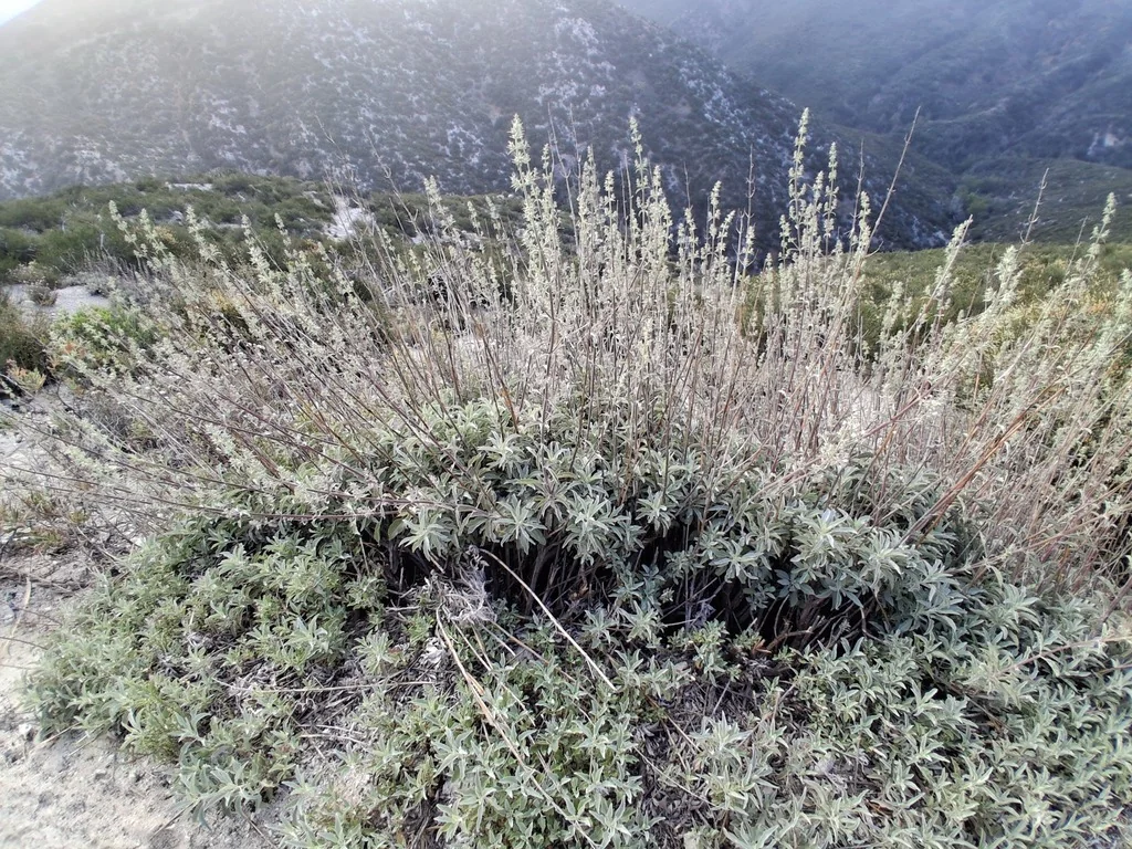 Salvia Apiana