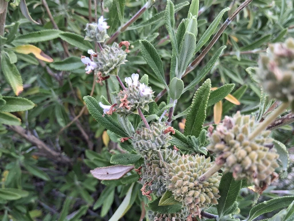 Salvia Mellifera