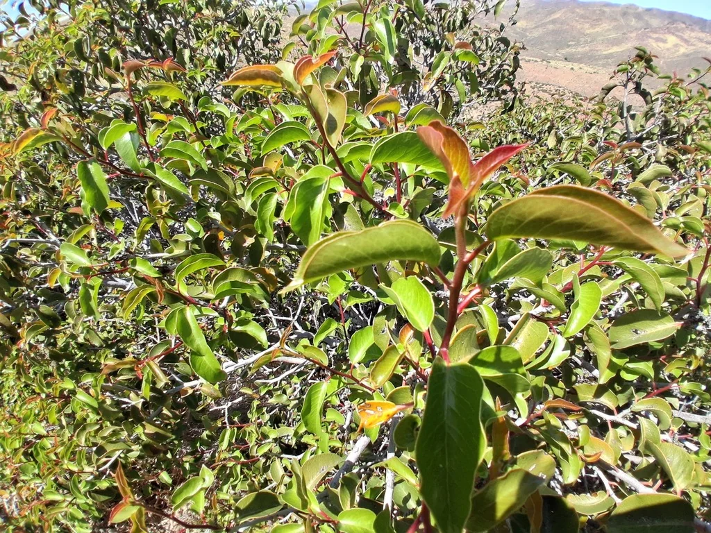 Rhus Ovata