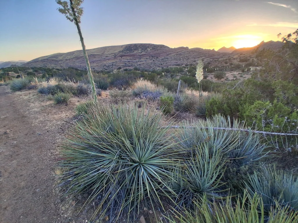 Yucca Whipplei