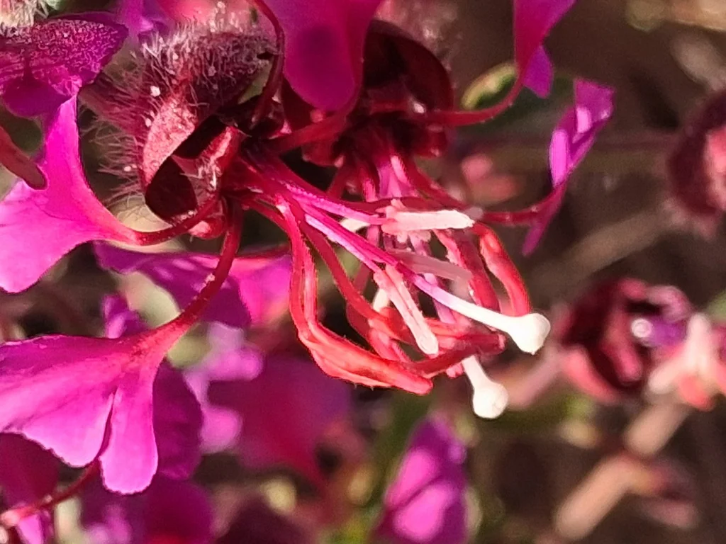 Clarkia Unguiculata