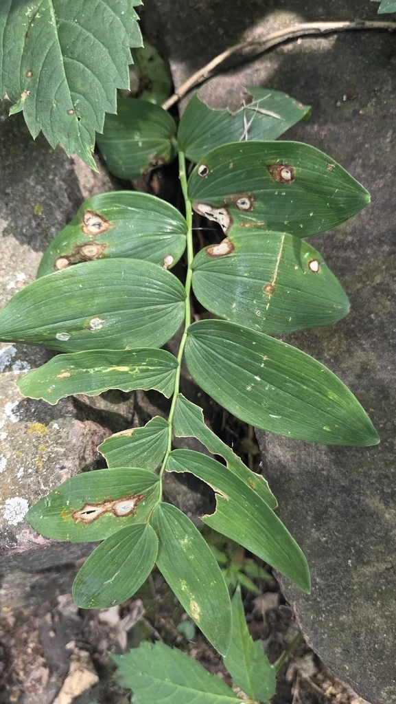 Polygonatum Biflorum