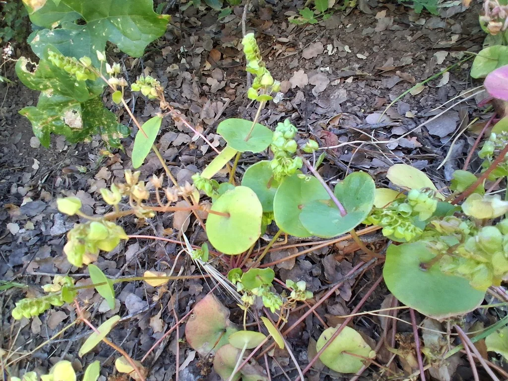 Claytonia Perfoliata