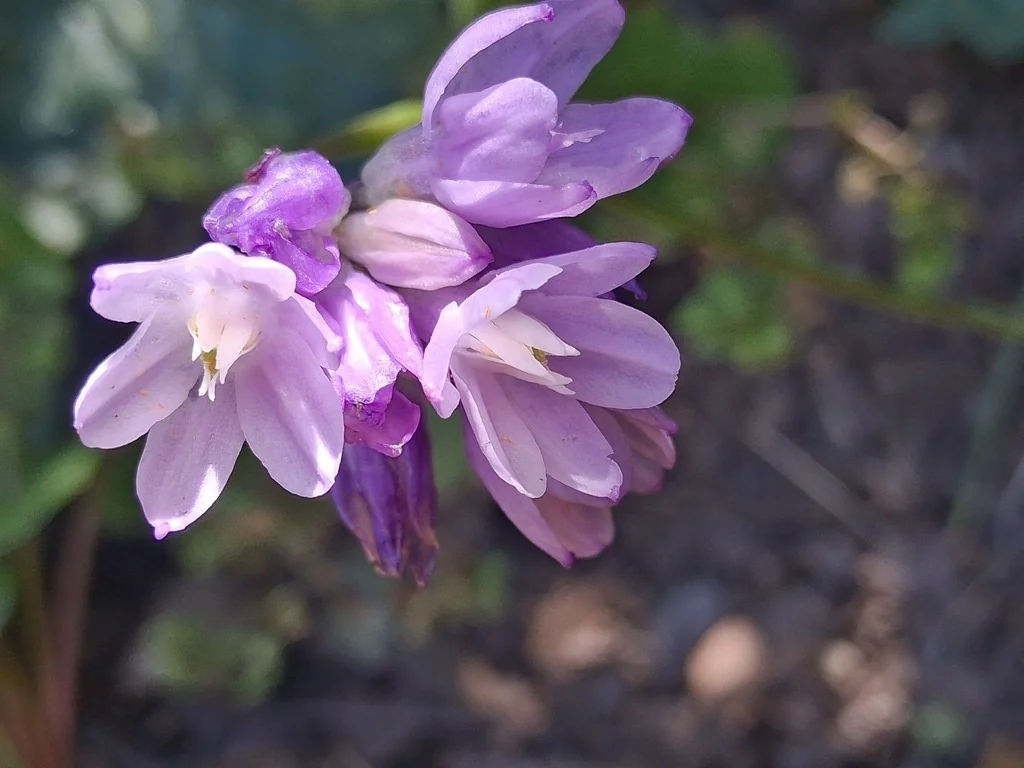 Dichelostemma Capitatum