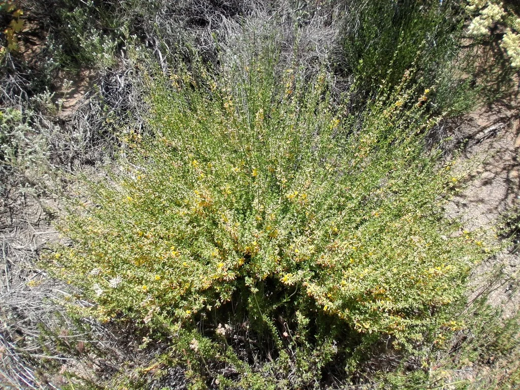 Lotus Scoparius