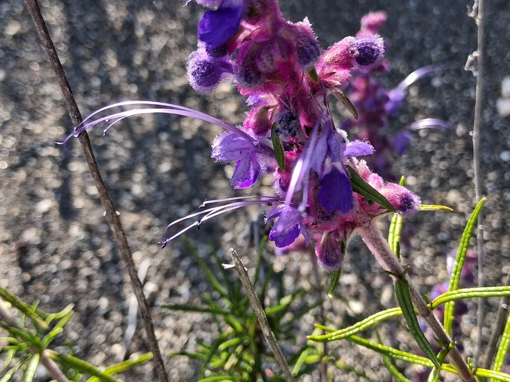 Trichostema Lanatum