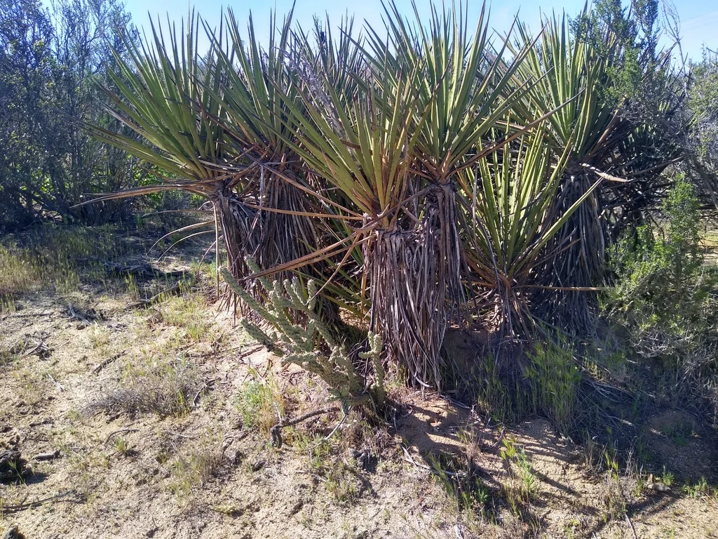 Yucca Schidigera