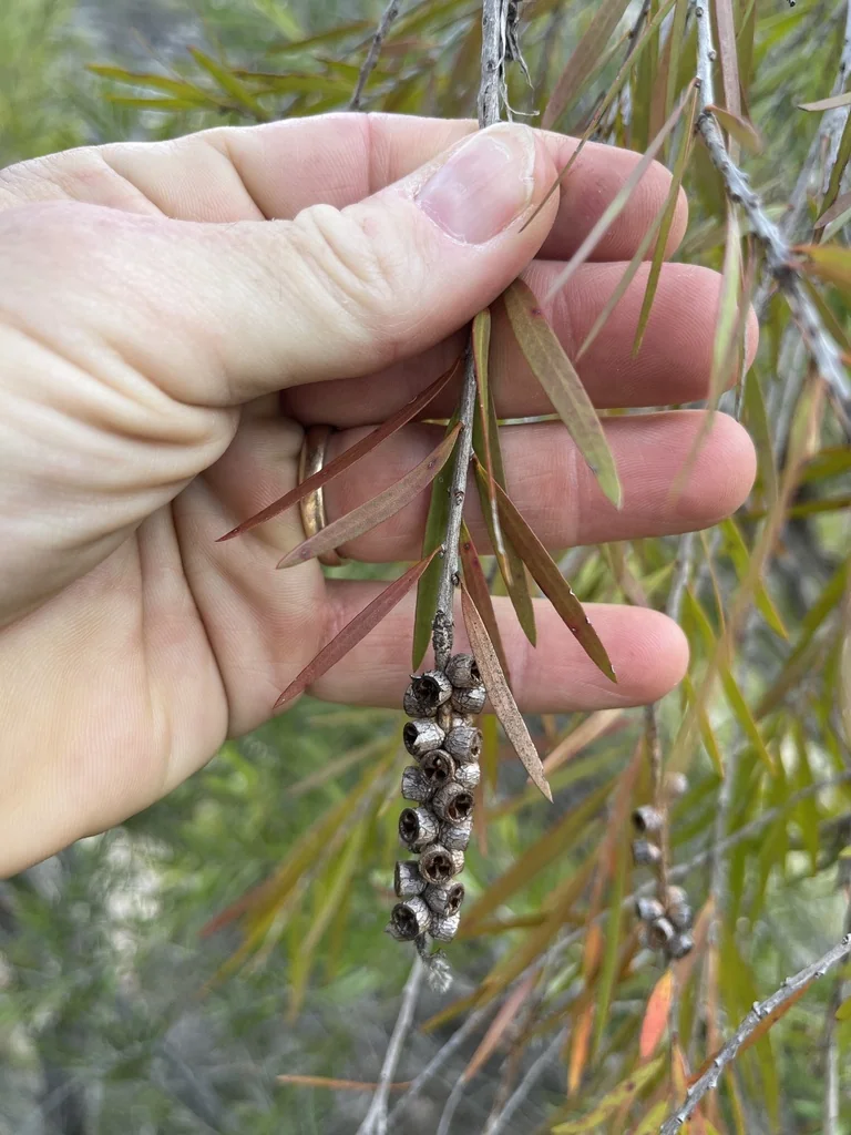 Callistemon Viminalis