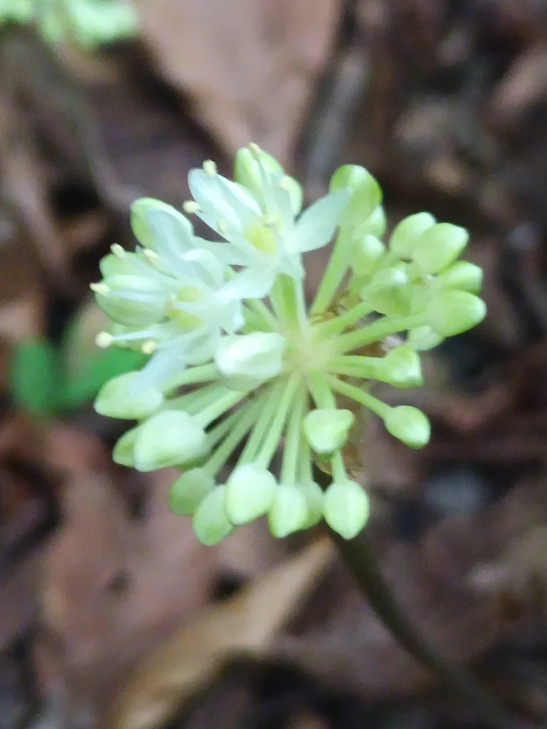 Allium Tricoccum