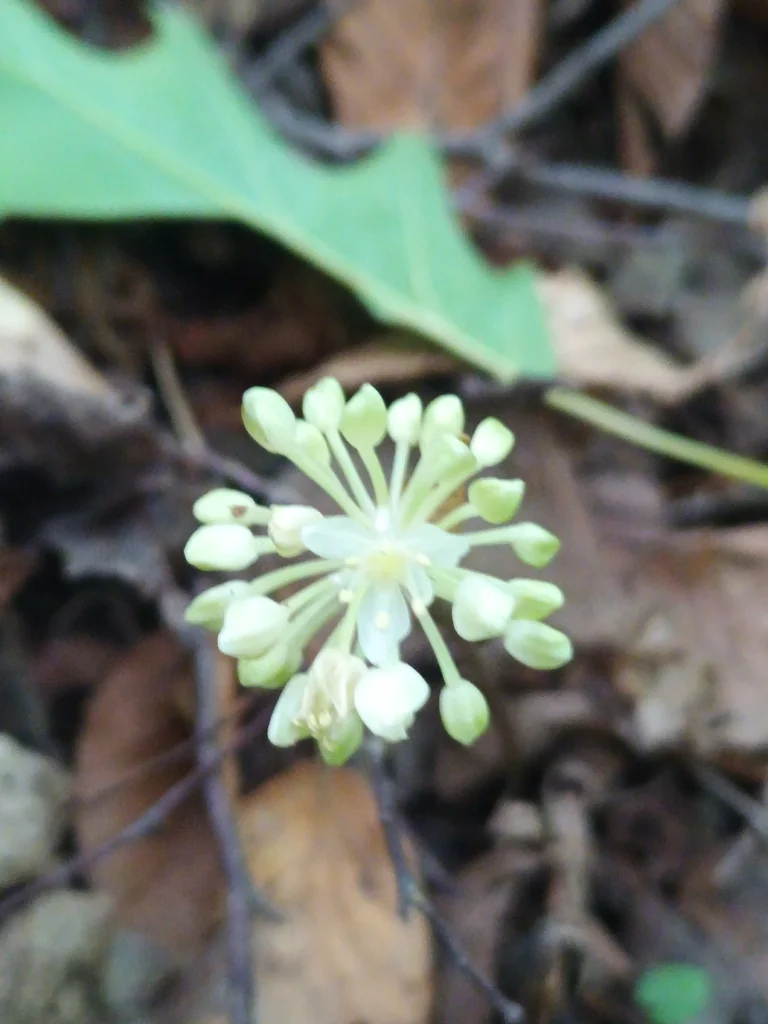 Allium Tricoccum