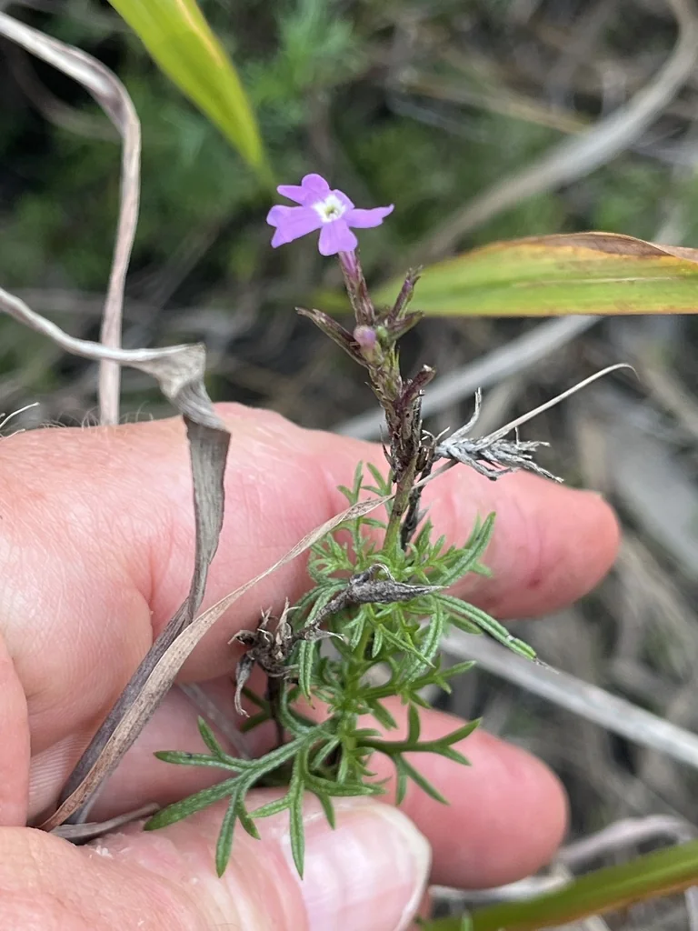 Verbena Tenuisecta