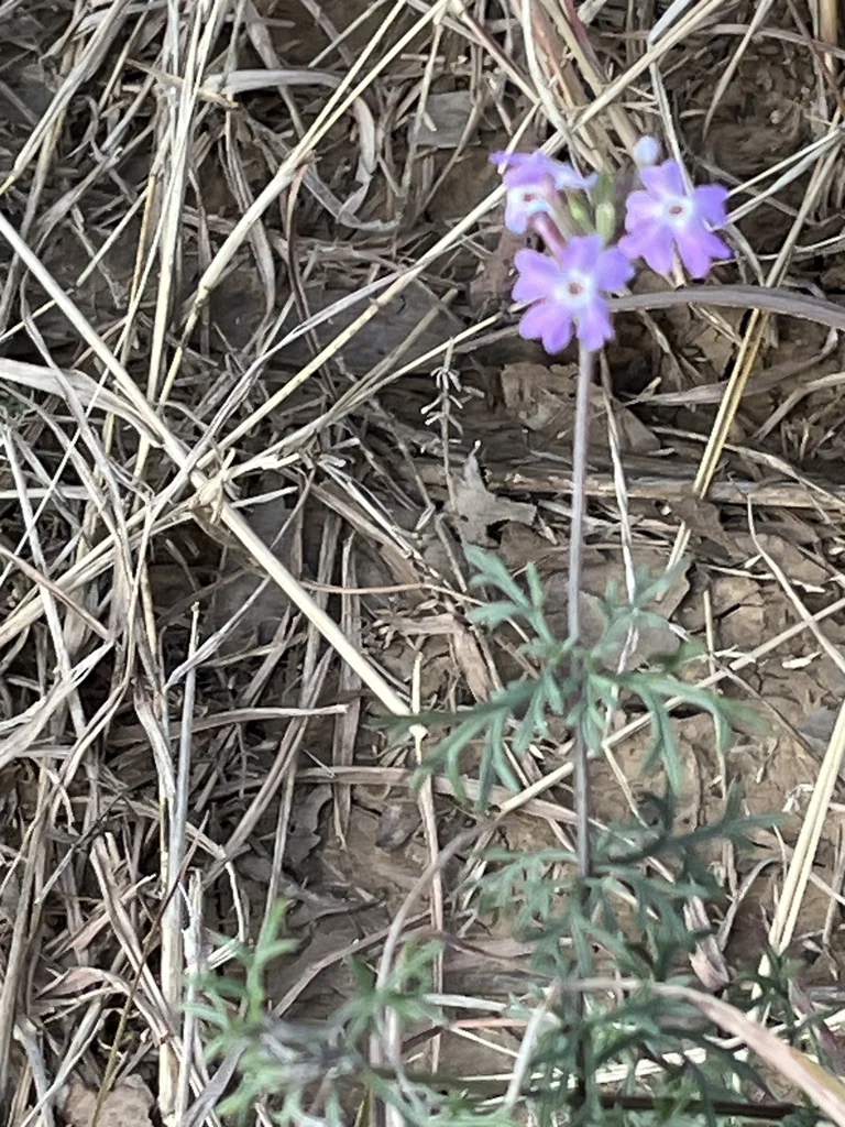 Verbena Tenuisecta