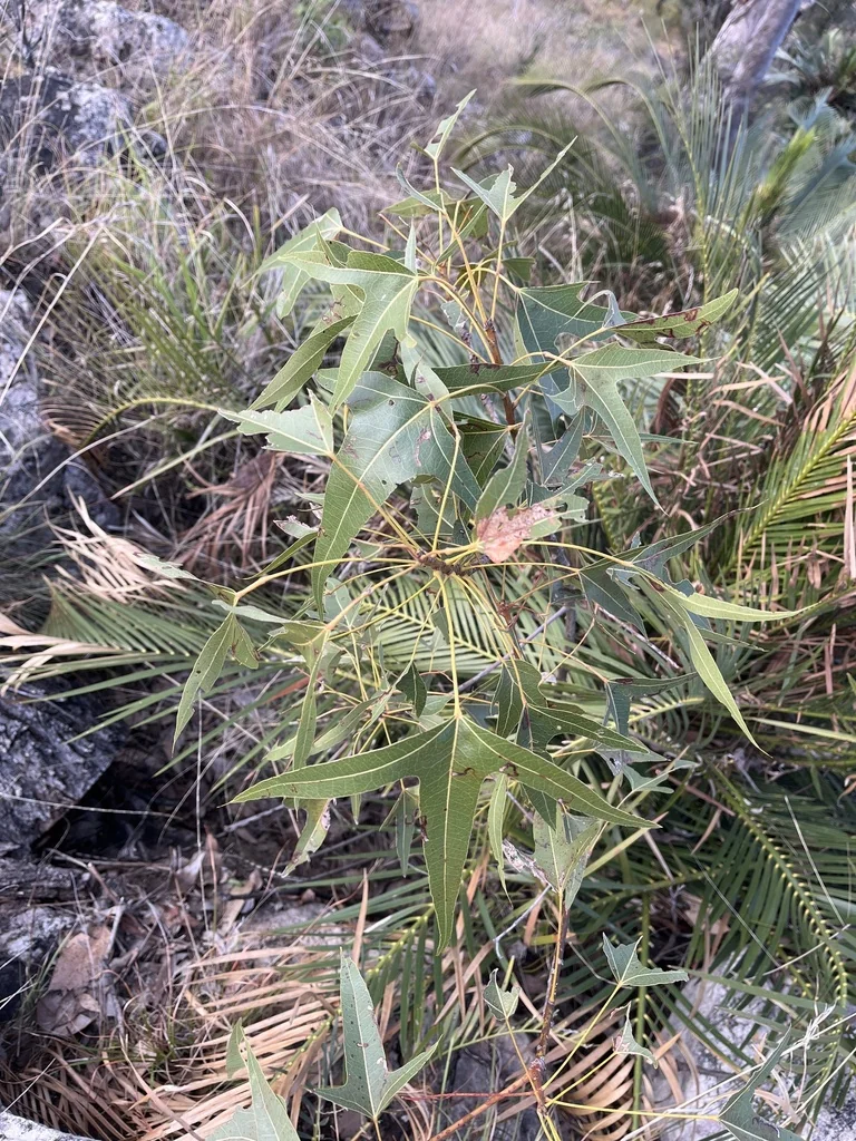 Brachychiton Populneus
