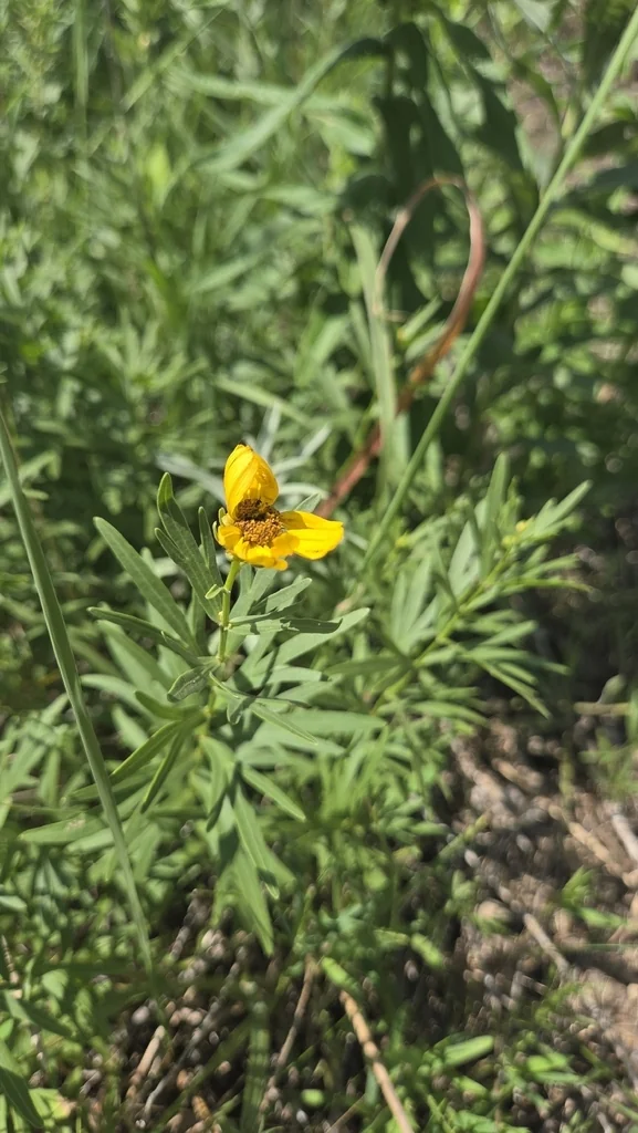 Coreopsis Palmata
