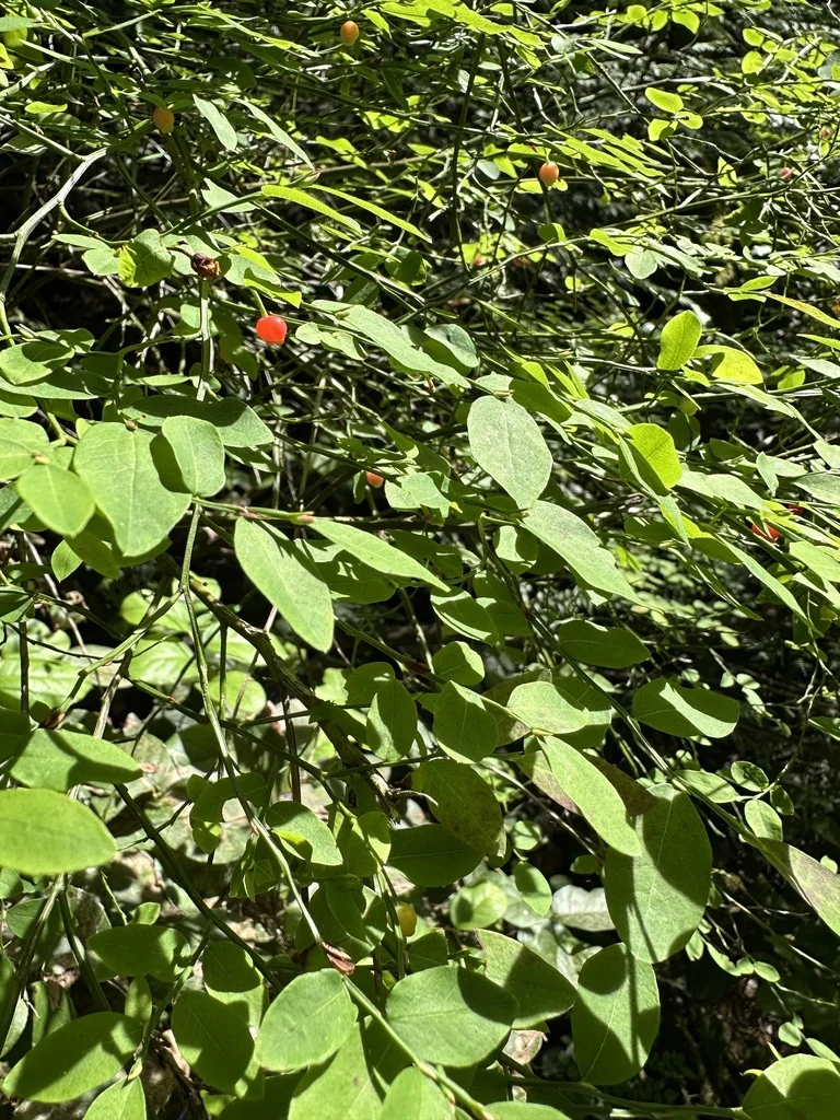 Vaccinium Parvifolium
