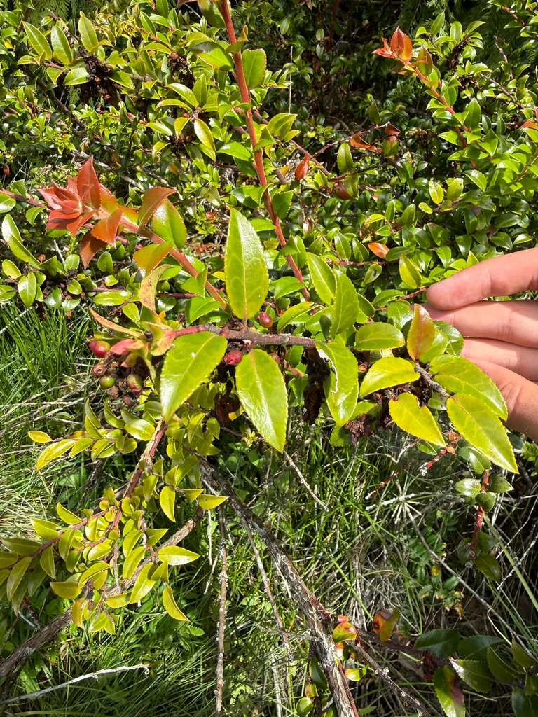 Vaccinium Ovatum