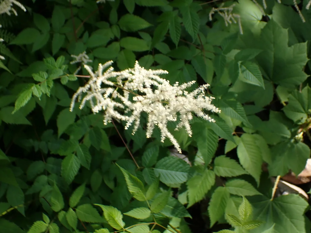 Aruncus Dioicus