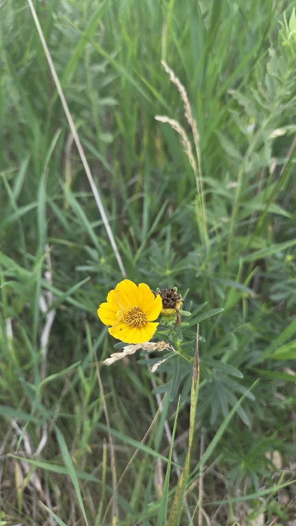 Coreopsis Palmata