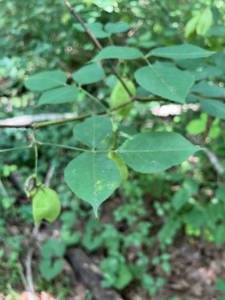 Staphylea Trifolia