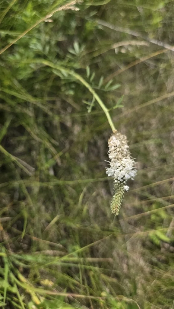 Dalea Candida