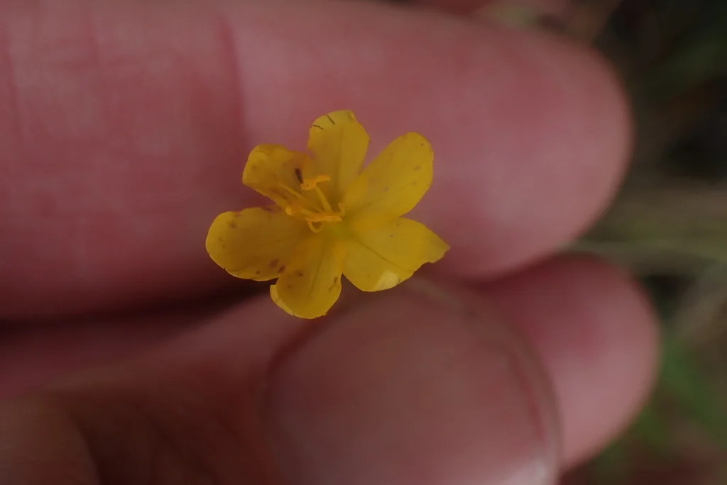 Sisyrinchium Californicum