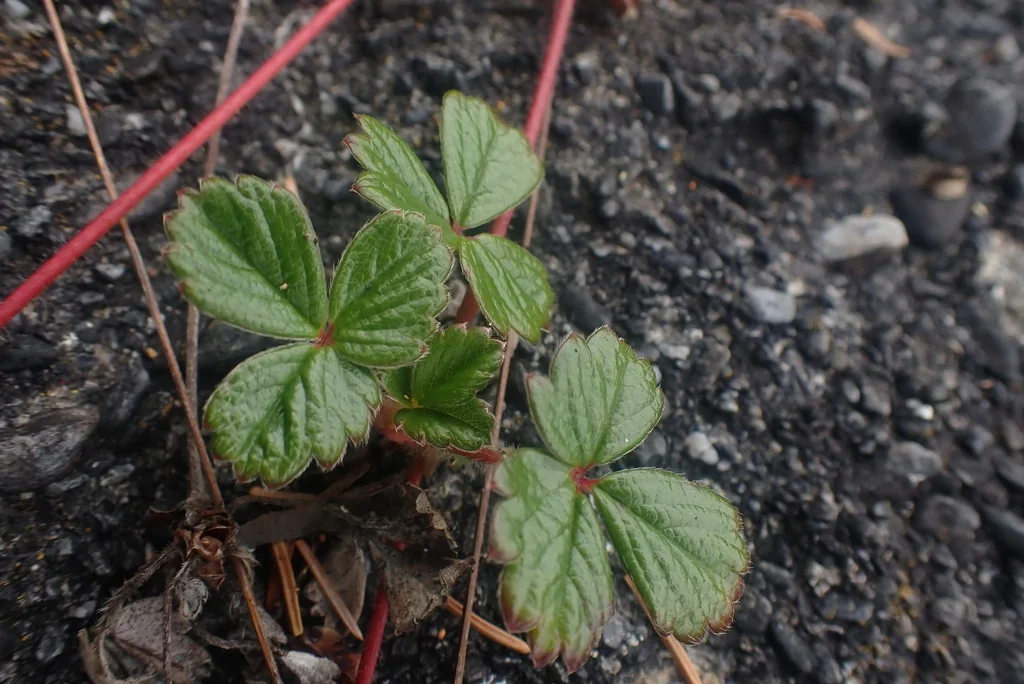 Fragaria chiloensis
