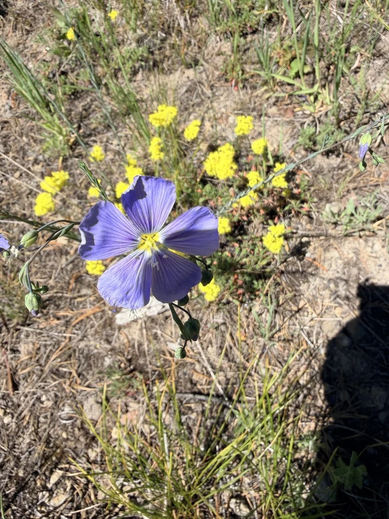 Linum Lewisii