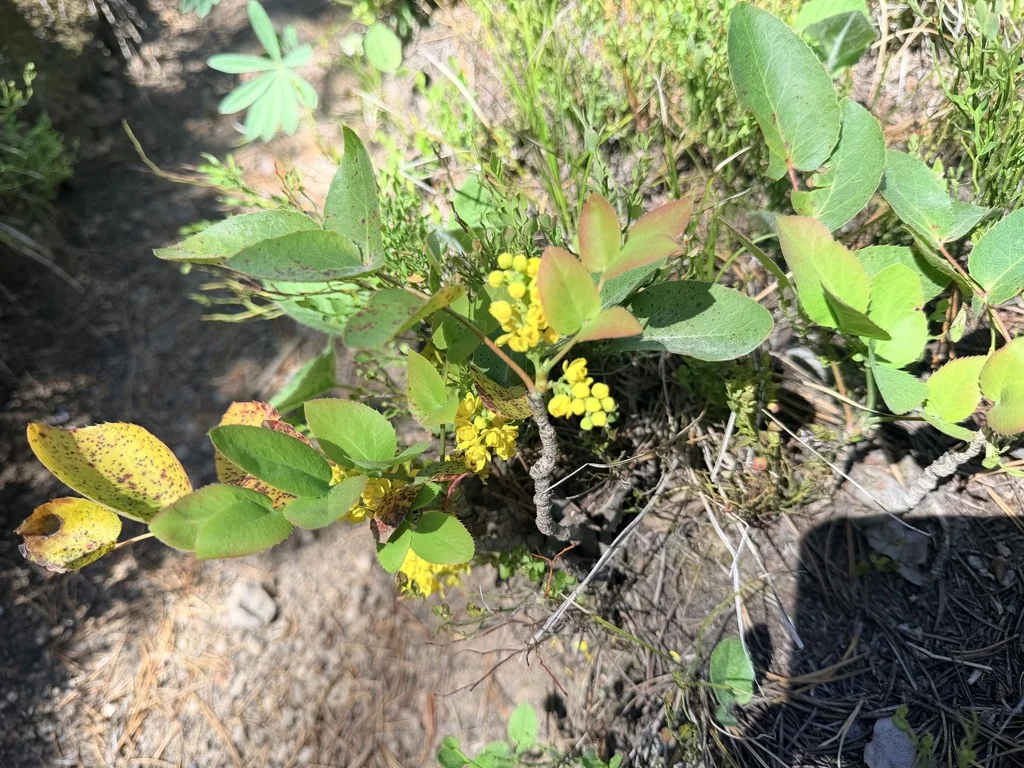 Mahonia Repens