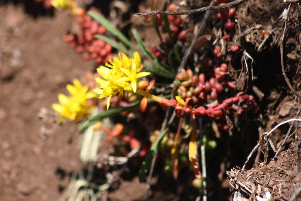 Sedum Divergens