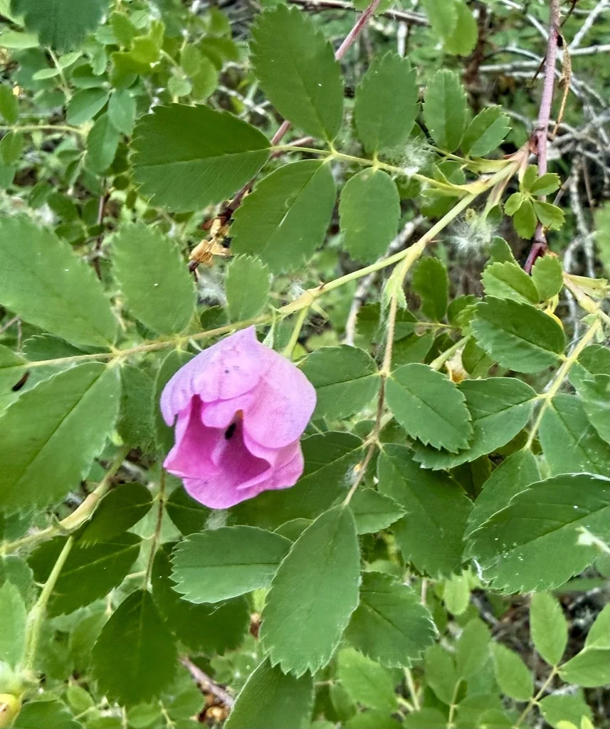 Rosa Woodsii