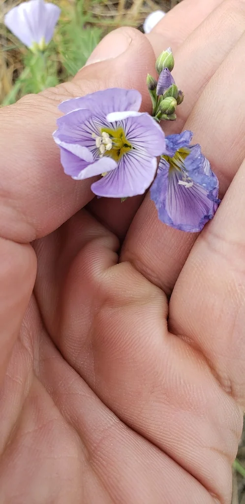 Linum Lewisii
