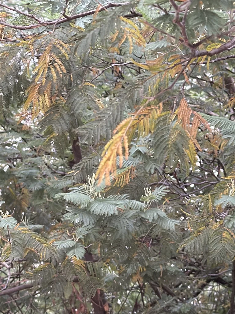 Acacia Dealbata