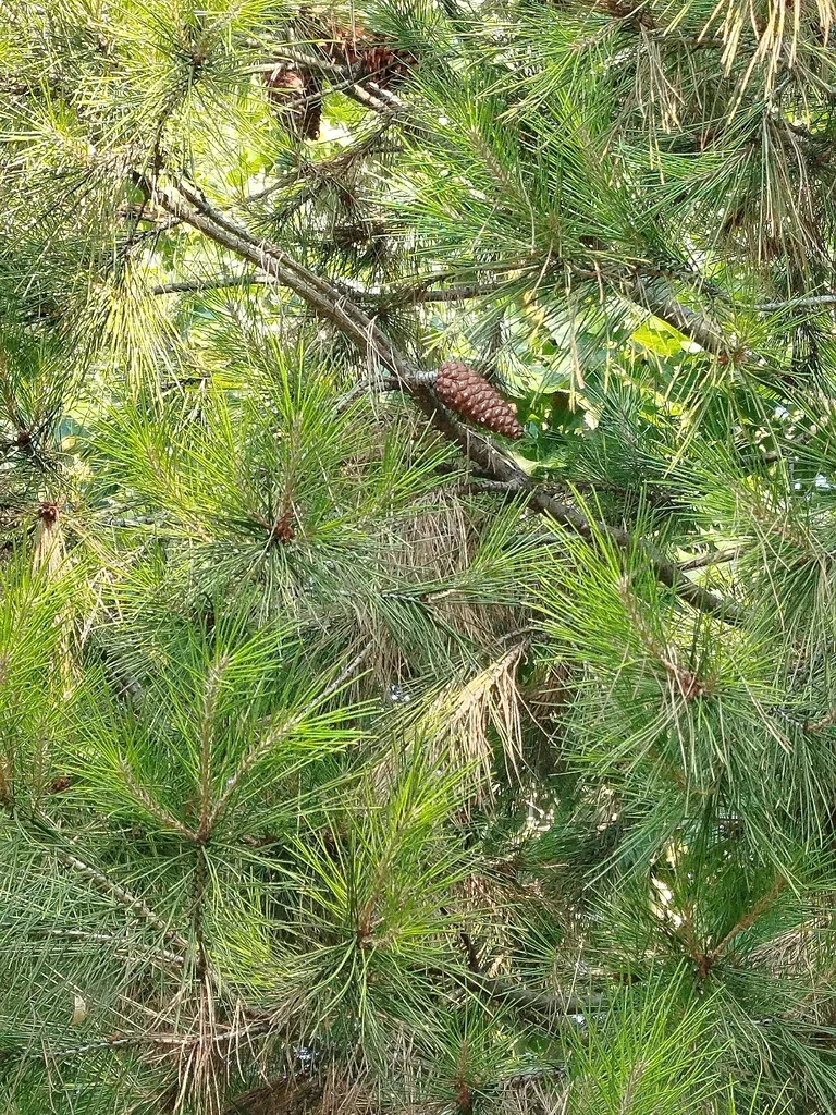 Pinus Halepensis