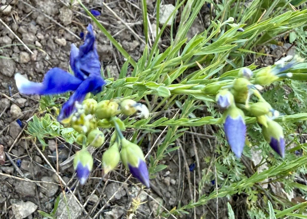 Linum Lewisii