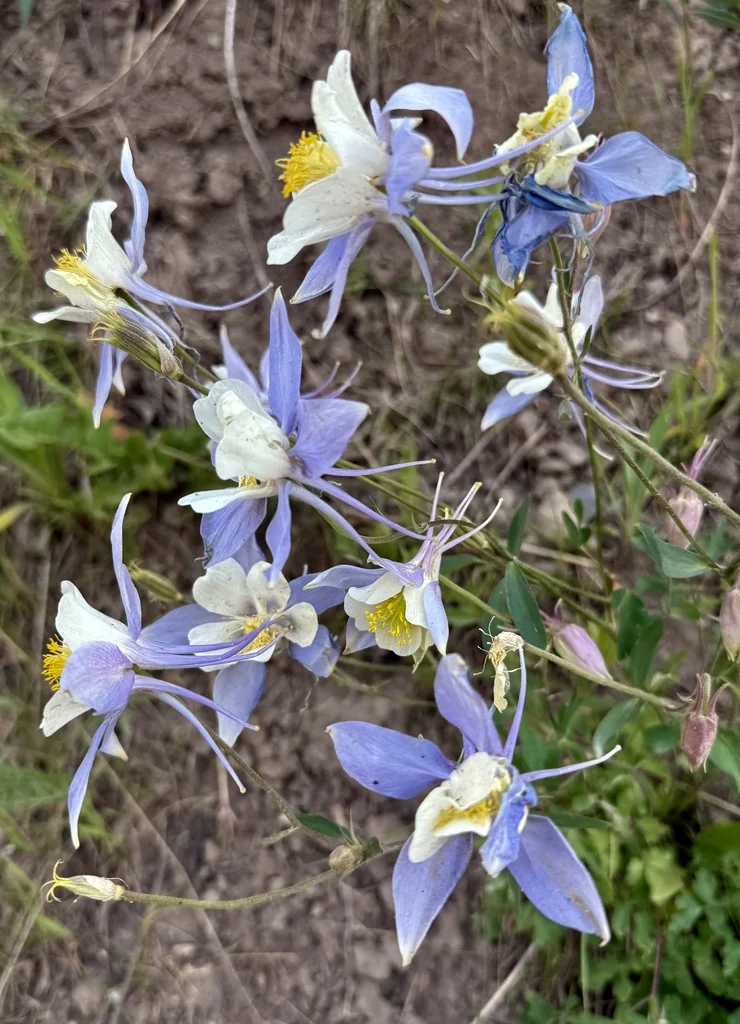 Aquilegia Caerulea