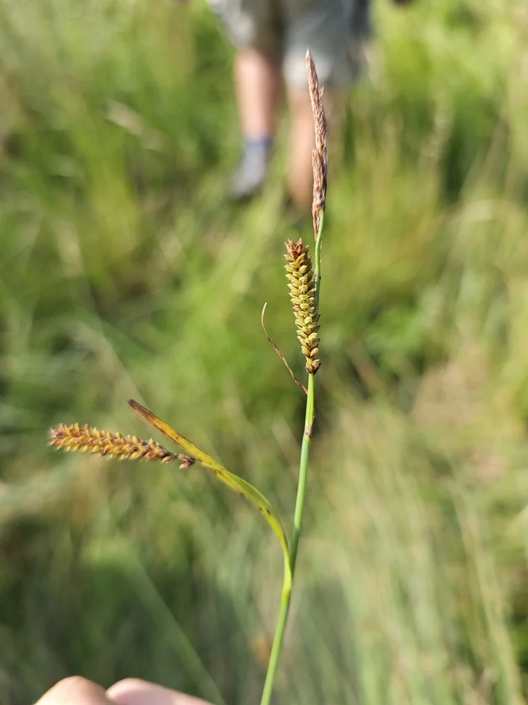 Carex Flacca