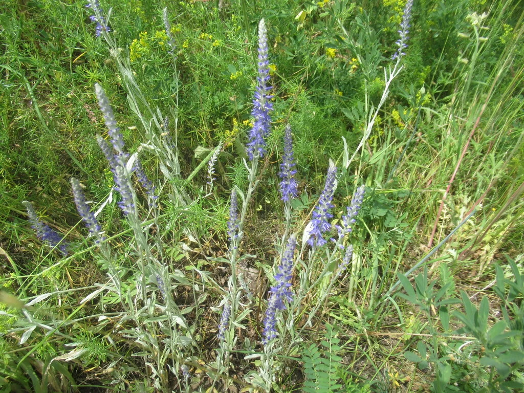 Veronica Spicata Incana