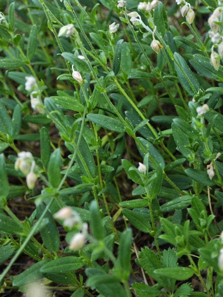 Helianthemum Nummularium