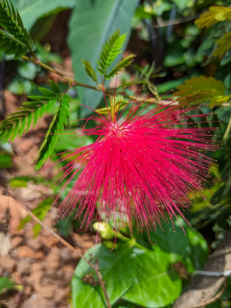 Calliandra Haematocephala