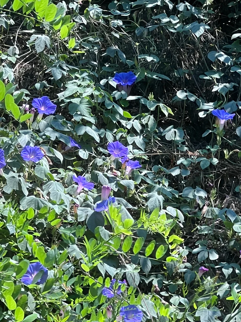 Ipomoea Indica