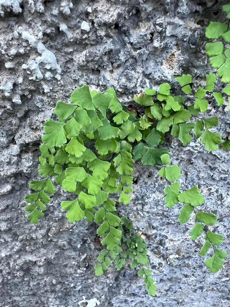 Adiantum Capillus-Veneris