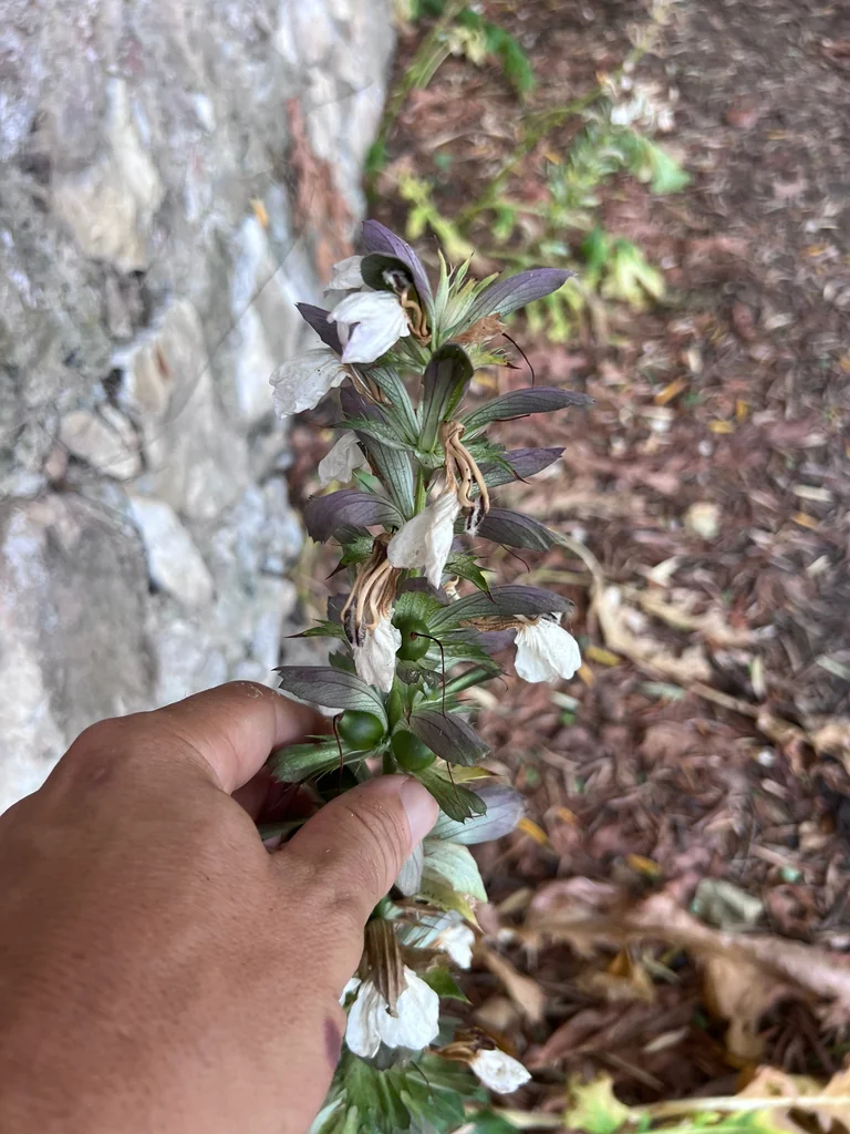 Acanthus Mollis