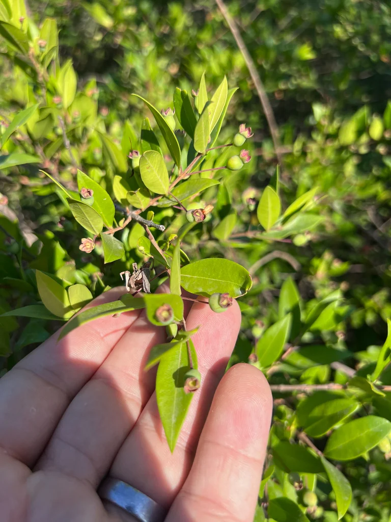 Myrtus Communis