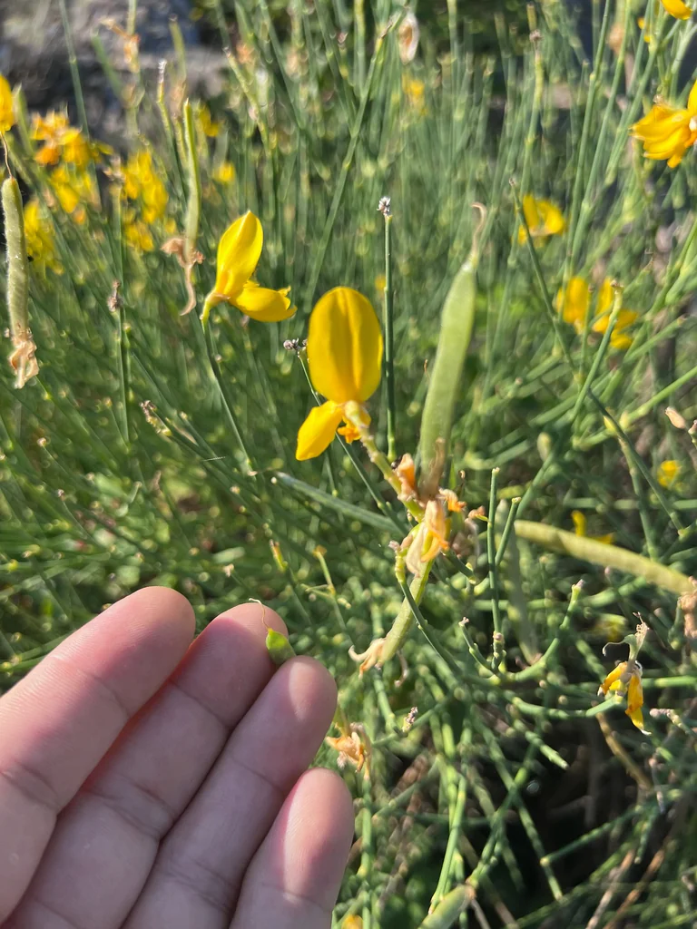 Spartium Junceum