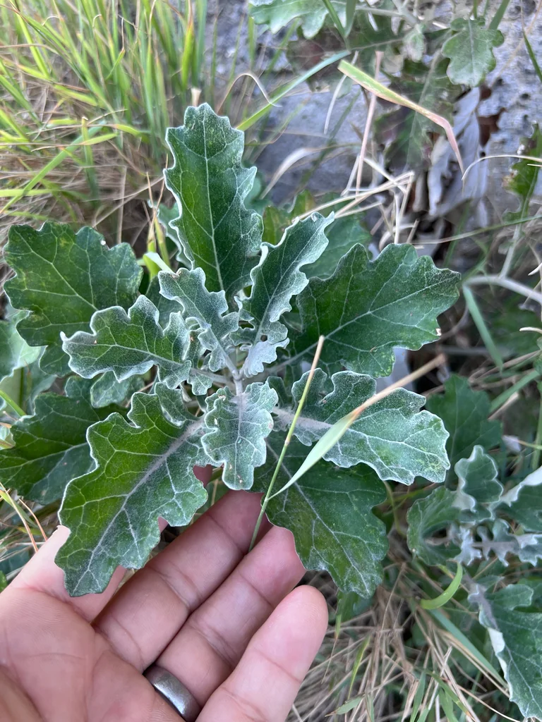 Senecio Cineraria